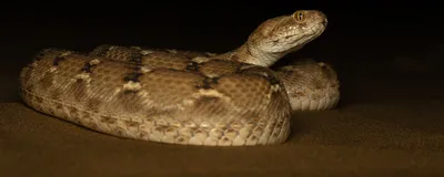 Sochurek’s saw-scaled viper sits coiled on the ground.