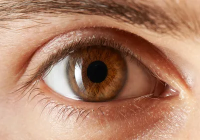 A brown human eye.