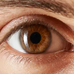 A brown human eye.