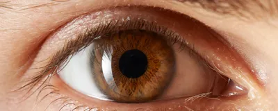 A brown human eye.