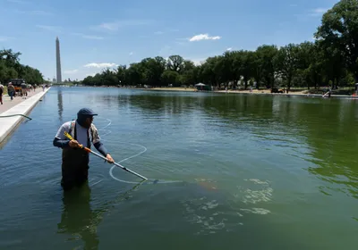 A person uses a vacuum to clean algae out of a reflecting pool.