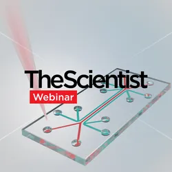 Scaling Organ-on-a-Chip Technology for Human-Relevant Drug Discovery