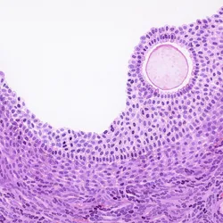 A painting capturing the H&E staining of ovarian follicle. 