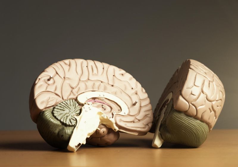 ANCHOR Brainstem Atlas Reveals Hidden Anatomy of the Human Brain
