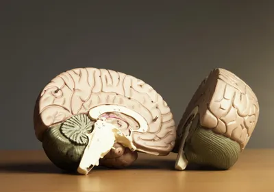 Two halves of a medical model of a human brain, with the brainstem at the bottom, signifying the structure mapped by ANCHOR brainstem atlas.