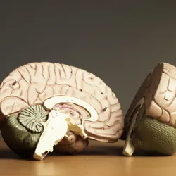 Two halves of a medical model of a human brain, with the brainstem at the bottom, signifying the structure mapped by ANCHOR brainstem atlas.