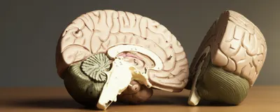 Two halves of a medical model of a human brain, with the brainstem at the bottom, signifying the structure mapped by ANCHOR brainstem atlas.