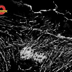 Microfilaments, mitochondria, and nuclei in fibroblast cells are shown in a super-resolution microscopy image in greyscale. The TS 40th anniversary logo is on the top left.