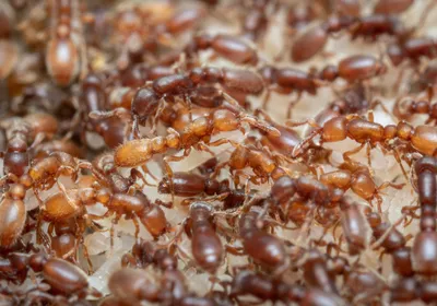 Image of clonal raider ants.