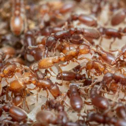Image of clonal raider ants.