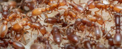 Image of clonal raider ants.