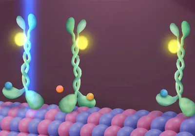 Illustration of newly discovered mechanism allowing kinesin to walk down a microtubule, visualized using a super-resolution fluorescence microscopy technique. A green kinesin molecule with an attached yellow fluorophore is shown passing through a blue laser as it rotates step by step along a red and purple microtubule, fueled by blue ATP molecules that are hydrolyzed into orange ADP and phosphate groups.