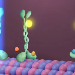 Illustration of newly discovered mechanism allowing kinesin to walk down a microtubule, visualized using a super-resolution fluorescence microscopy technique. A green kinesin molecule with an attached yellow fluorophore is shown passing through a blue laser as it rotates step by step along a red and purple microtubule, fueled by blue ATP molecules that are hydrolyzed into orange ADP and phosphate groups.