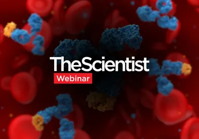 Accelerating AI-Guided Antibody Discovery in Under Five Weeks