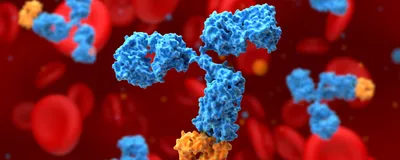 Accelerating AI-Guided Antibody Discovery in Under Five Weeks