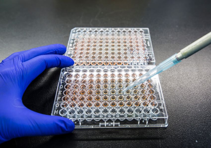 A photo of a scientist pipetting a sample into a 96-well plate.