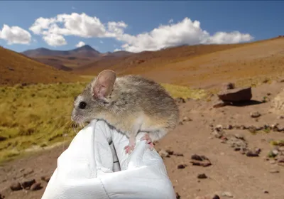A researcher wears a white glove while holding up an Andean leaf-eared mouse, Phyllotis vaccarum, the dormant Andean volcano Llullaillaco in the background.