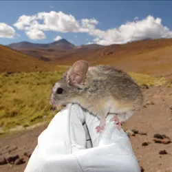 A researcher wears a white glove while holding up an Andean leaf-eared mouse, Phyllotis vaccarum, the dormant Andean volcano Llullaillaco in the background.