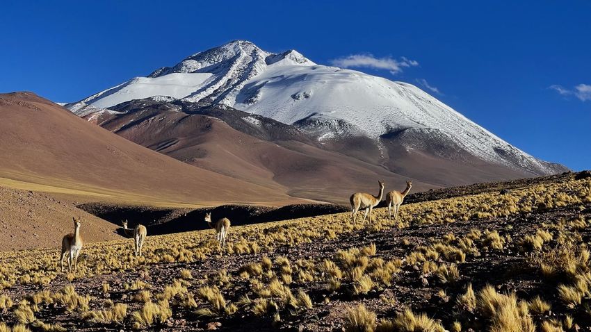 Volcán Llullaillaco stands snowcapped in the background against a blue sky and with llamas in the foreground.