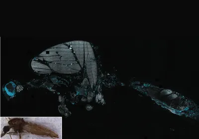 An inset image of a mosquito at the left bottom corner with a larger image showing white-grey and blue structures.