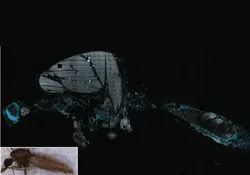 An inset image of a mosquito at the left bottom corner with a larger image showing white-grey and blue structures.