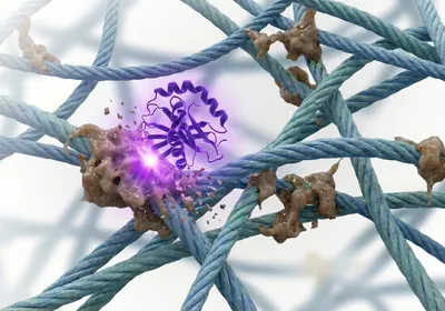 Image of an enzyme targeting advanced glycation end-products on collagen and elastin.