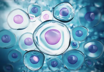 Clear cells with a purple nucleus, representing synthetic SpudCells, are shown.