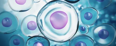 Clear cells with a purple nucleus, representing synthetic SpudCells, are shown.