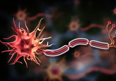 Neuron cell anatomy representative of cells that undergo chronoferroptosis.