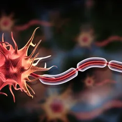 Neuron cell anatomy representative of cells that undergo chronoferroptosis.