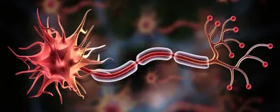 Neuron cell anatomy representative of cells that undergo chronoferroptosis.