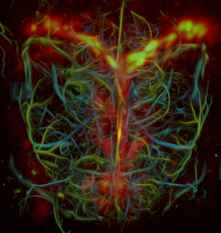 Reconstructed tomography and ultrasound image of a top-down view of the brain’s vasculature and glymphatic system. The blood vessels are visible as weaving strands outlining the shape of a brain, ranging from blue to green to yellow to indicate depth. The cerebrospinal fluid of the glymphatic system appears as bright orange, yellow, and red spots that make a Y across the top of the brain and along the center.
