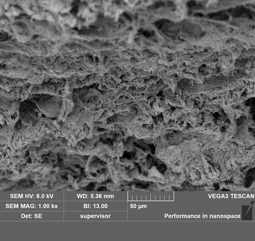 A scanning electron microscope image of T. rex dermis. A scanning electron microscope image of T. rex dermis.