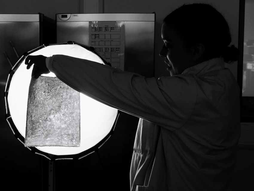 A researcher wearing a white lab coat holds up a sheet of T. rex dermis in front of a light box. A researcher wearing a white lab coat holds up a sheet of T. rex dermis in front of a light box.