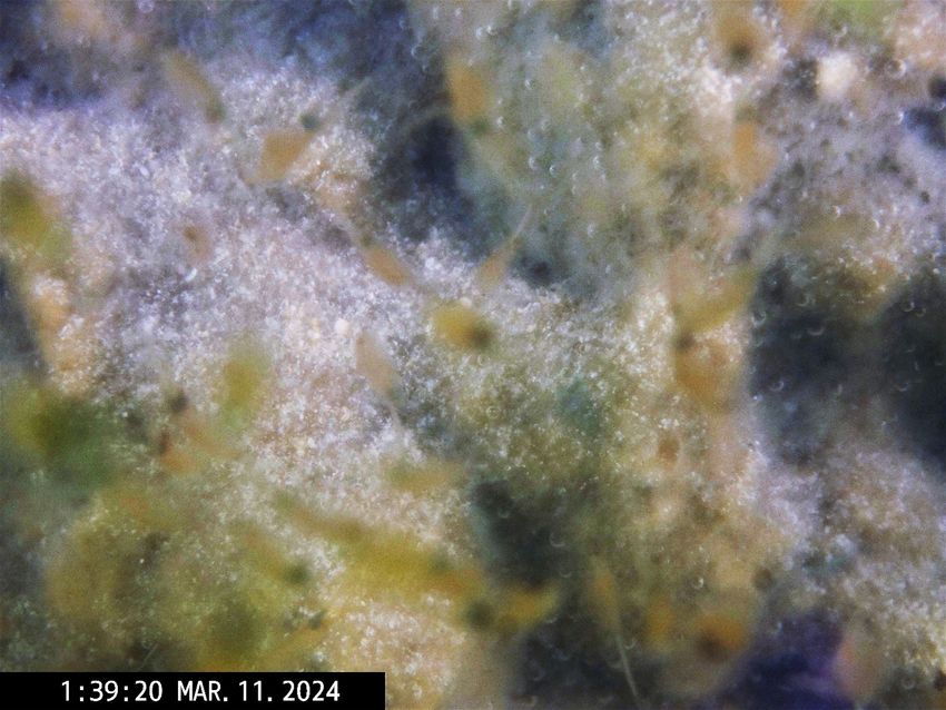 Image of blurry brine shrimp.