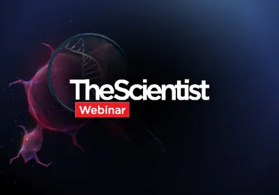 Repairing the Injured Nervous System With Stem Cells