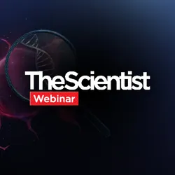 Repairing the Injured Nervous System With Stem Cells
