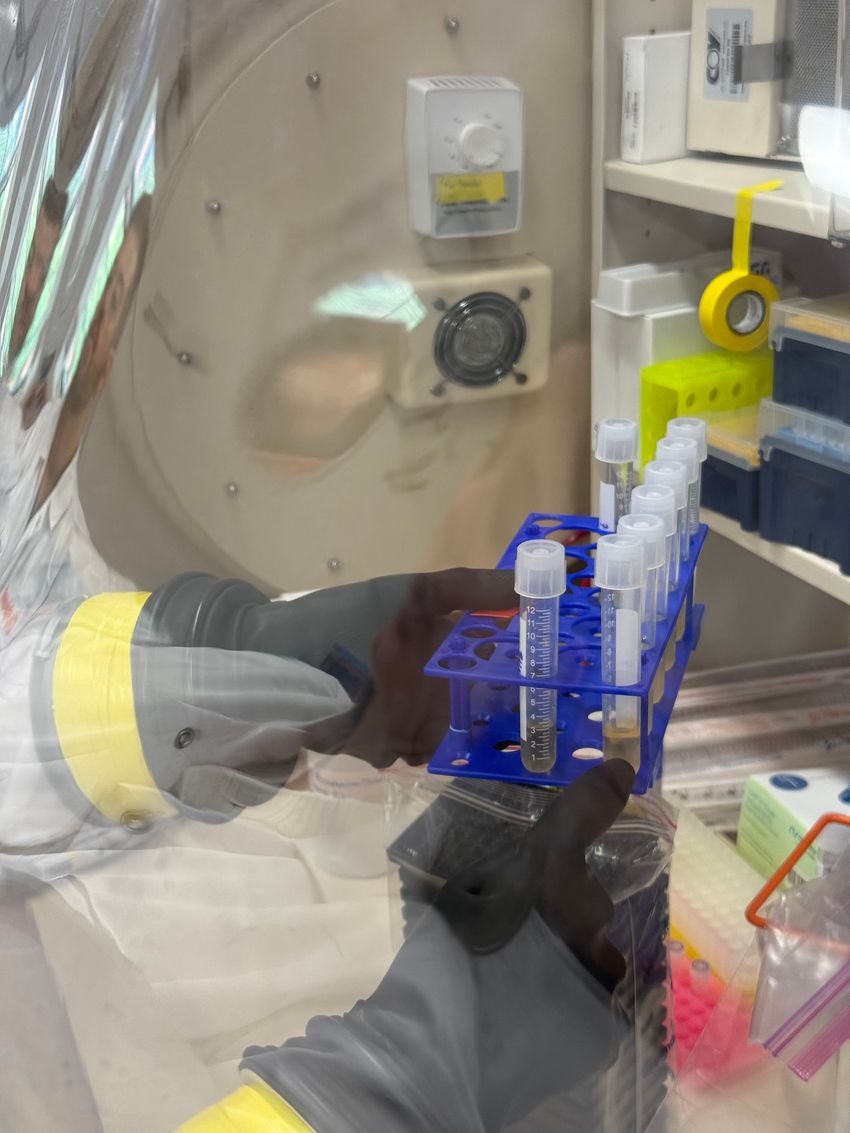 Photograph showing a researcher’s hands working inside of an anaerobic chamber. The gloves in the chamber are black. Inside of the chamber is a blue test tube rack with several test tubes that have bacterial culture media inside of them.