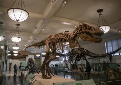 A Tyrannosaurus rex fossil is displayed in a museum.