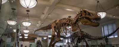 A Tyrannosaurus rex fossil is displayed in a museum.