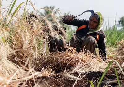 A farmer holds a scythe as she works outdoors in India’s extreme heat.