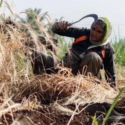 A farmer holds a scythe as she works outdoors in India’s extreme heat.