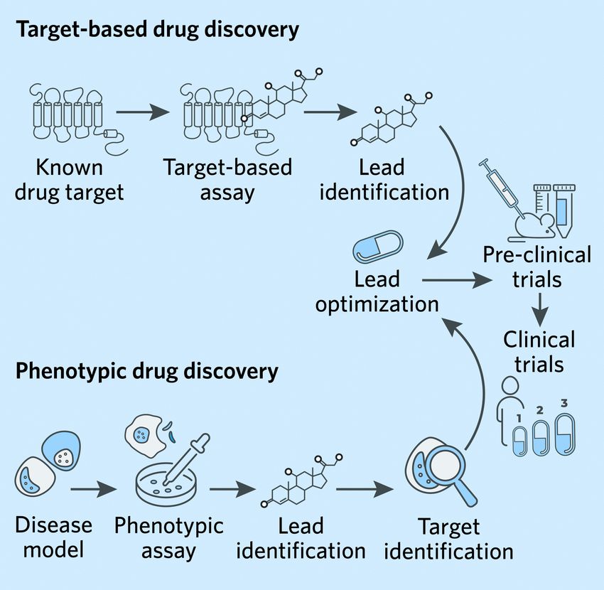 Target-based versus phenotypic drug discovery: Target-based drug discovery begins with targeted assays that identify leads for a known drug target. Phenotypic drug discovery begins with phenotypic assays performed on a disease model to identify a lead before identifying a target. In both cases, lead molecules proceed through optimization and, if successful, pre-clinical and clinical trials.