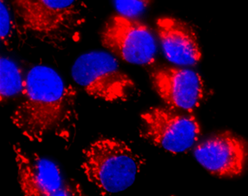 Red dots accumulate near blue dots against a black background.
