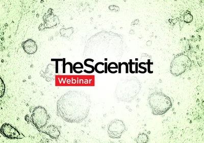 Exploring Organoids for Disease Modeling Research