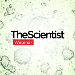 Exploring Organoids for Disease Modeling Research