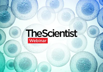 Advancing Skin Research With Scalable 3D Human Skin Organoids