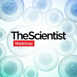 Advancing Skin Research With Scalable 3D Human Skin Organoids