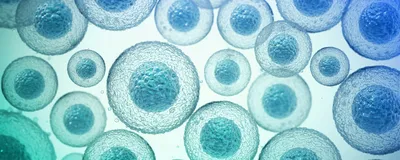 Advancing Skin Research With Scalable 3D Human Skin Organoids