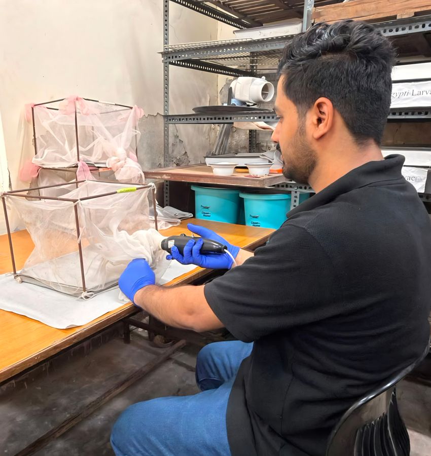 Experimental setup featuring mosquito cages and aspirators for vector research.